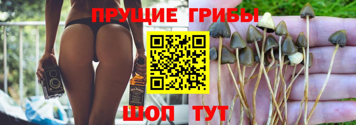 Моздок  Галлюциногенные грибы Psilocybine cubensis  Вход с VPN 